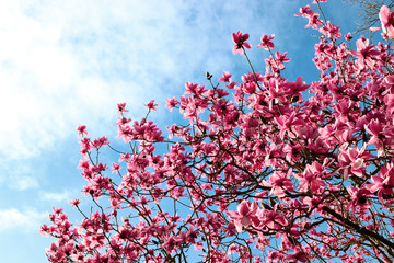 Vibrant, pink magnolia denudata from a close-up view with blue sky and clouds.