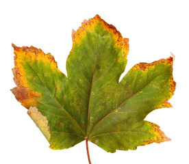 Autumn maple branch with leaves  isolated on  background