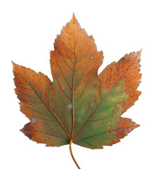 Autumn maple branch with leaves  isolated on  background