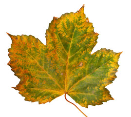 Autumn maple branch with leaves  isolated on  background