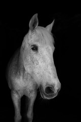 Portrait von einem weißen Pferd vor schwarzem Hintergrund.