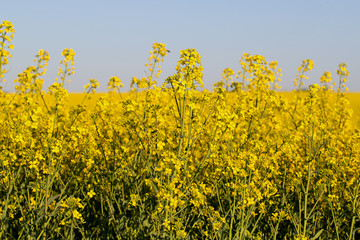 Obraz premium Blühender Raps, Brassica napus, im Frühling