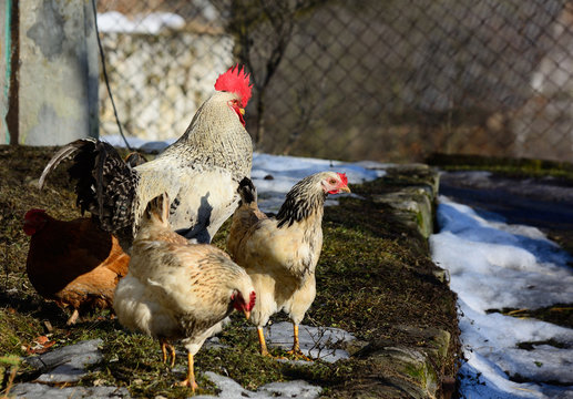 handsome rooster domesticated