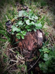 Growing grass on a stump