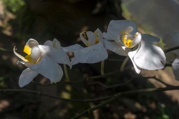 Orchid flower