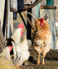 handsome rooster domesticated