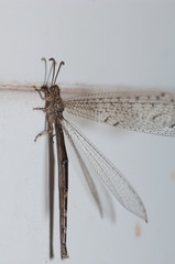 Antlion Myrmeleon alternans on a wall tile. Cruz de Pajonales. Tejeda. Gran Canaria. Canary Islands. Spain.
