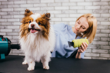 professional groomer haircut spitz dog in the beauty salon for dogs. the concept of popularizing haircuts and caring for dogs, domestic animals