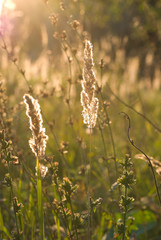 Meadow grasses close up in the evening light