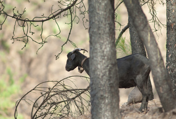 Female goat Capra aegagrus hircus in a burned forest. Integral Natural Reserve of Inagua. Tejeda. Gran Canaria. Canary Islands. Spain.