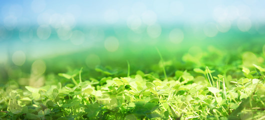 Fototapeta na wymiar Fresh clover green grass. Nature background