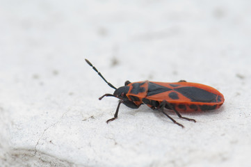 Mediterranean red bug Scantius aegyptius. Schamann. Las Palmas de Gran Canaria. Gran Canaria....