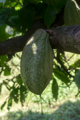 cacao on a tree
