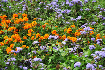 Tagetes and ageratum in the flowerbed in the garden