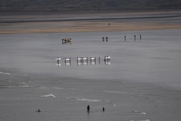 Surfers returning from their surfing lessons at Westward Ho!