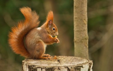 Naklejka na ściany i meble Ein rotes eurasisches Eichhörnchen sitzt auf einem Baumstumpf und isst eine Nuss, sciurus vulgaris