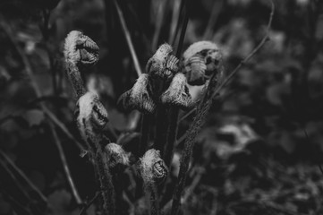 Forest life in Black and White