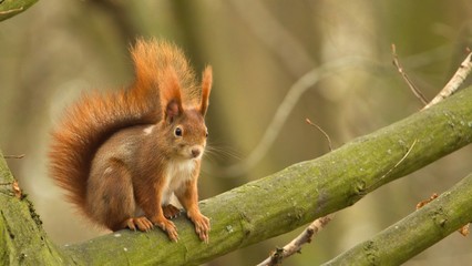 Naklejka na ściany i meble Eurasian red squirrel sitting on a branch, sciurus vulgaris