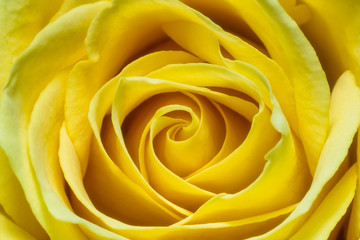 close up of yellow rose