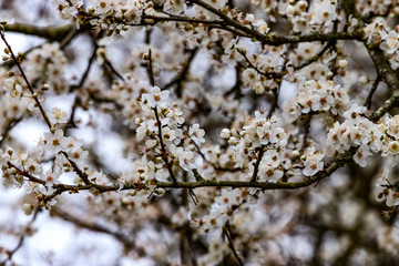 Blossom in spring