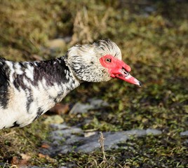 Muscovy duck closeup