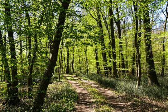 Buchen Wald Buchenwald Frühling, frisches grün, junge Blätter, Natur, Waldweg