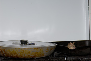 House mouse Mus musculus searching for food in a kitchen. Cruz de Pajonales. Tejeda. Gran Canaria. Canary Islands. Spain.