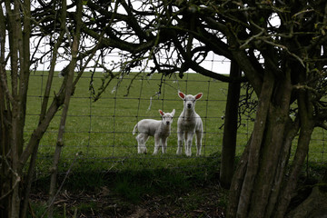Lambs through the fence