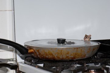 House mouse Mus musculus feeding of the oil in a frying pan. Cruz de Pajonales. Tejeda. Gran Canaria. Canary Islands. Spain.
