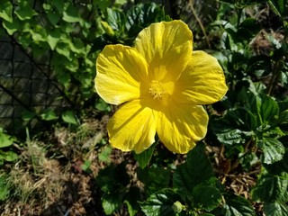 yellow flower in the garden