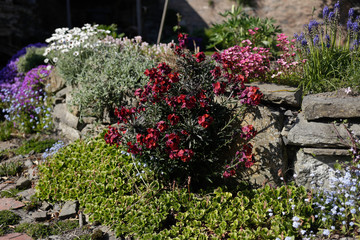 Flowering wall in full spring