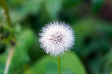 fluffy white dandelion ball on a green background close up