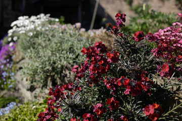 Wallflowers and daisies