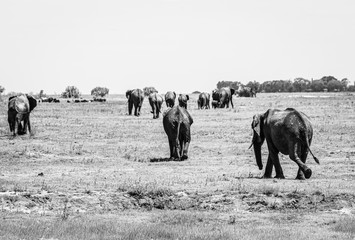 Herd of elephants