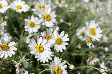 daisies