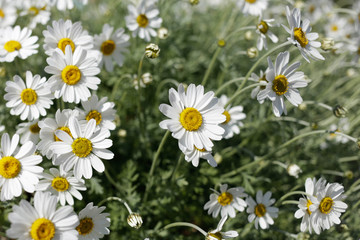 Oxeye daisies