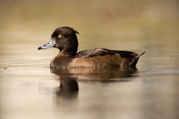 female mallard duck