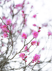 Fototapeta premium Branches with cherry blossoms