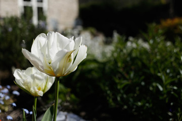 White tulips in a county garden