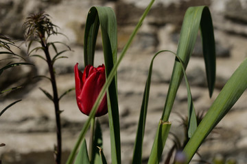 Tulip against the stone wall