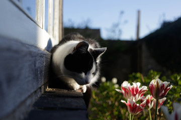 Puss in the evening light
