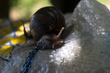 land snail