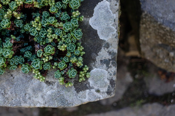 succulents in the stonework