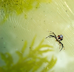 spider waiting
