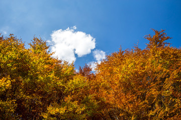 Fototapeta na wymiar Cumulus fluffy clouds and blue sky above a deciduous forest with yellow and orange autumn leaves on a sunny October day