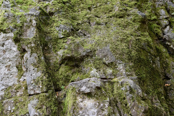 Green moss on the rock. stone overgrown with a bhomme