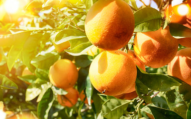 Summer  background. Orange garden