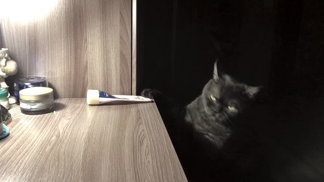 Funny pet concept. Cute cat throws objects off the nightstand