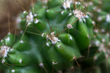 close-up cactus