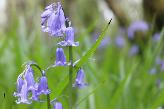 Irish blue bell flower (Hyacinthoides non-scripta)